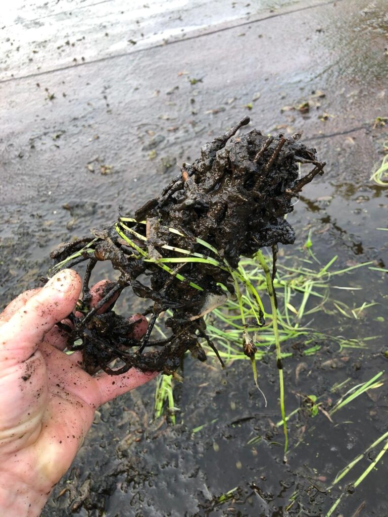 Ce qu'on retire d'un drain bouché : un bouchon de racines, de terre et d'herbe.