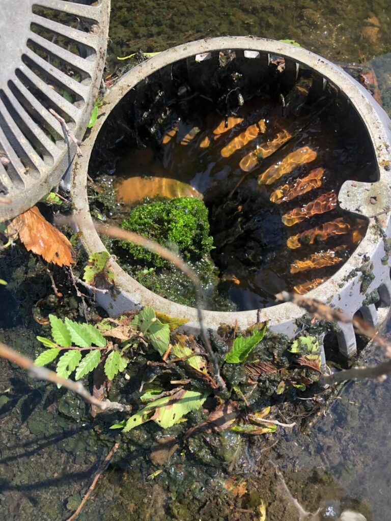Une crépine de drain envahie par les plantes.