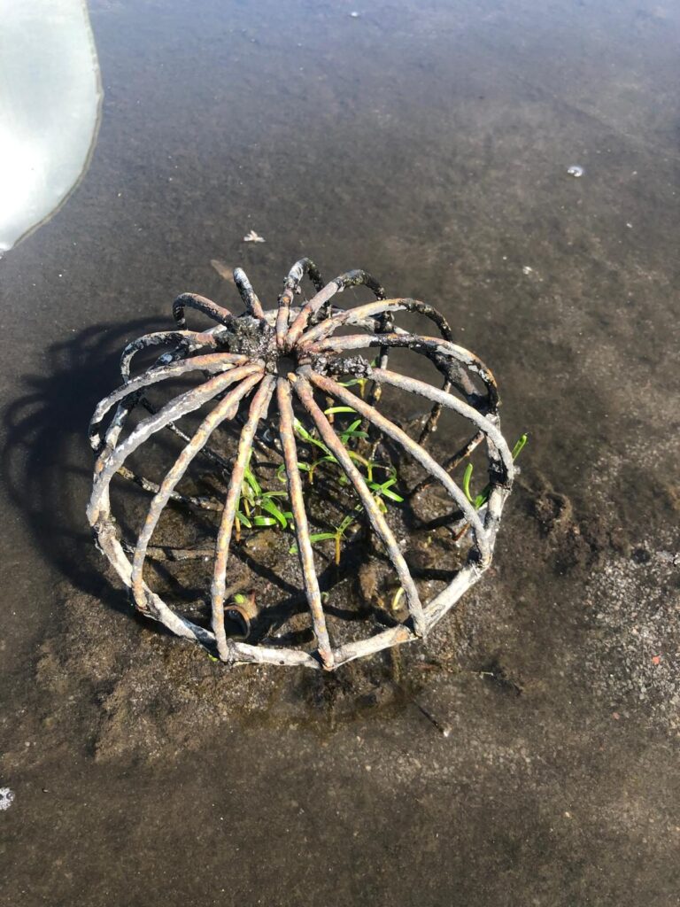 Une crépine où poussent déjà des plantes.