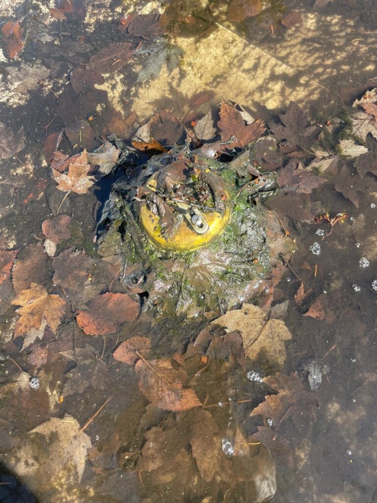 Gros plan : les feuilles recouvrent complètement le drain.