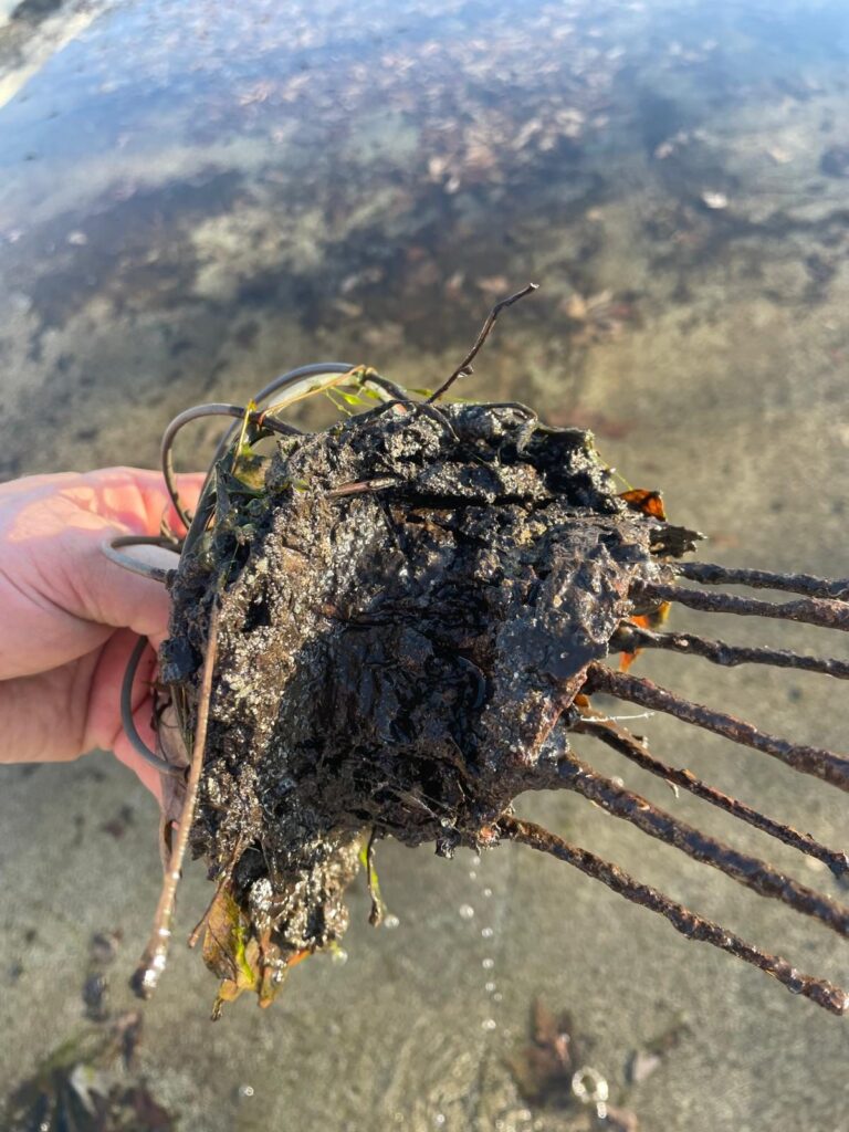 La crépine sortie du drain, couverte de boue et de feuilles.