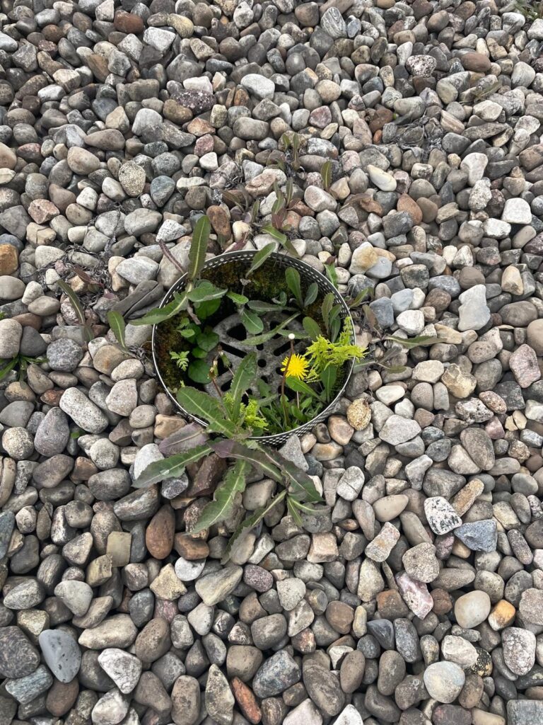 Sur un toit en gravier, des mauvaises herbes poussent dans le drain.