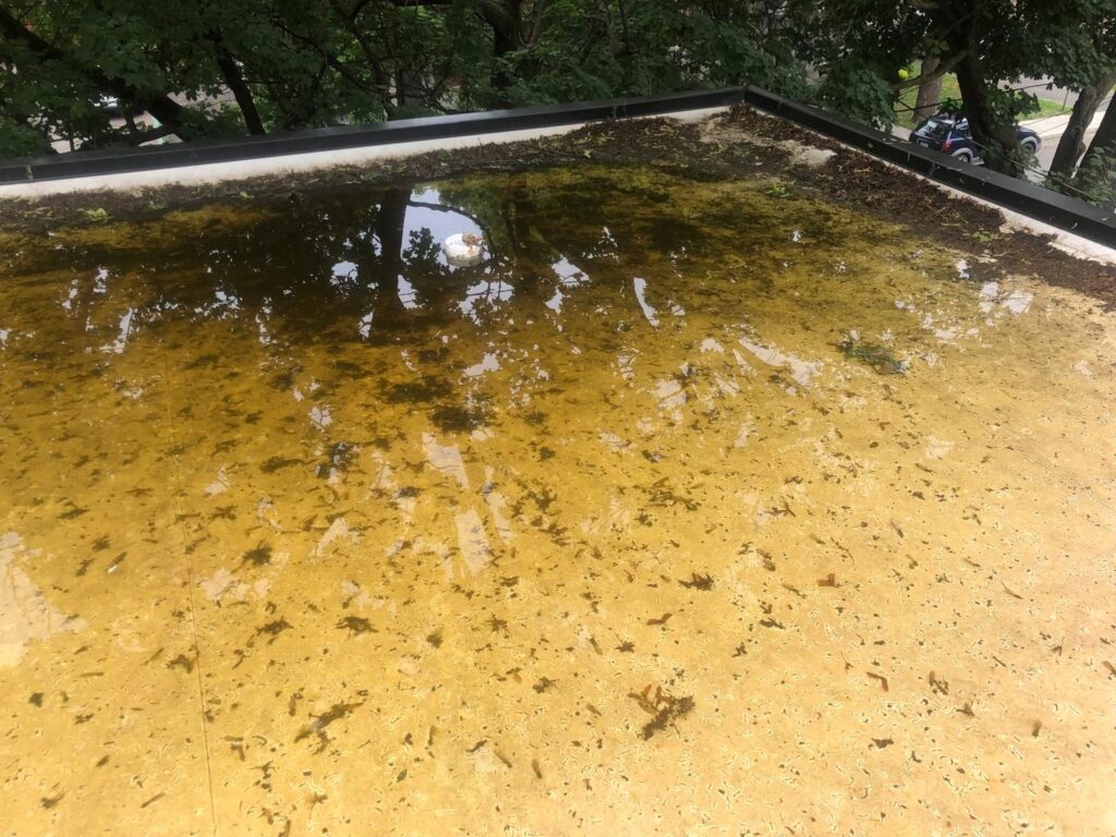 Eau jaunie par les feuilles qui se décomposent sur le toit depuis des semaines.