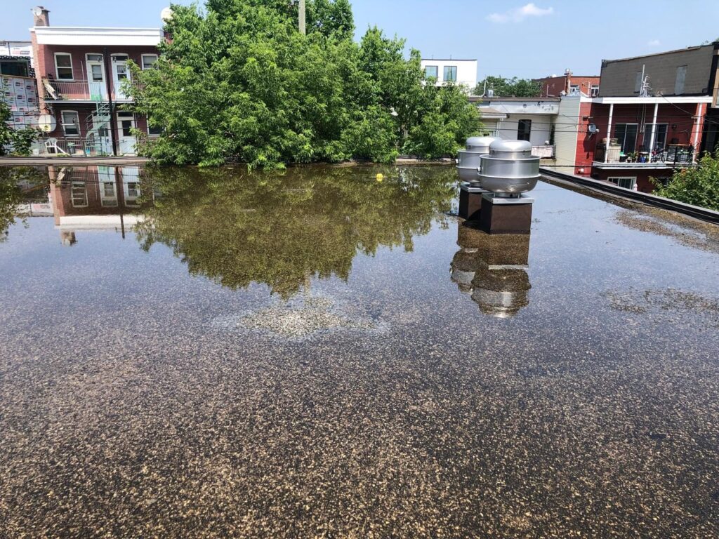 Toit plat recouvert d'eau, entouré d'arbres qui y déposent leurs feuilles chaque automne.