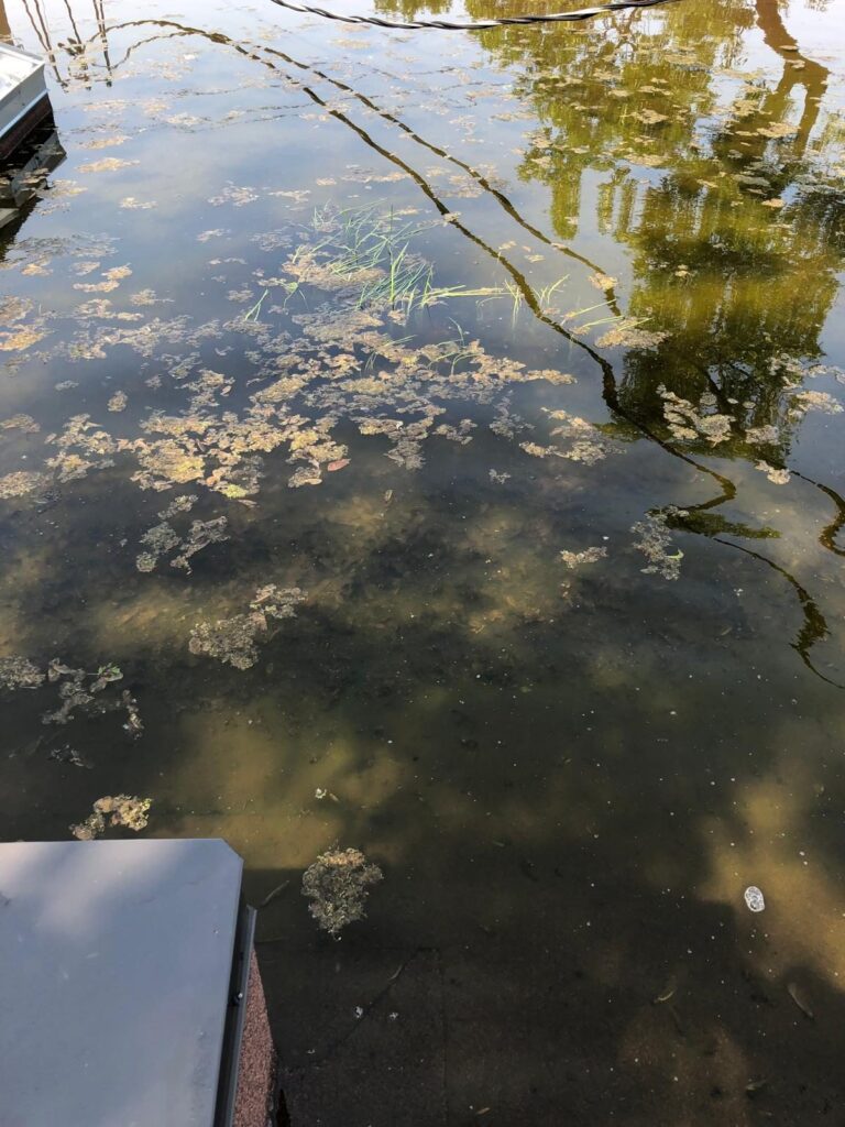 Des amas de mousse et d'algues flottent sur l'eau stagnante.