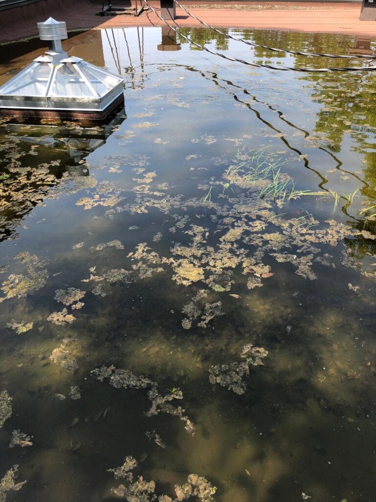 Toute la surface du toit est sous l'eau, jusqu'au lanterneau.