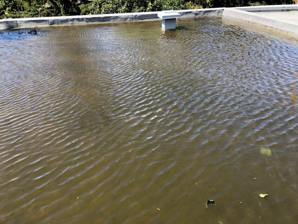 Une grande surface d'eau stagnante, poussée par le vent.