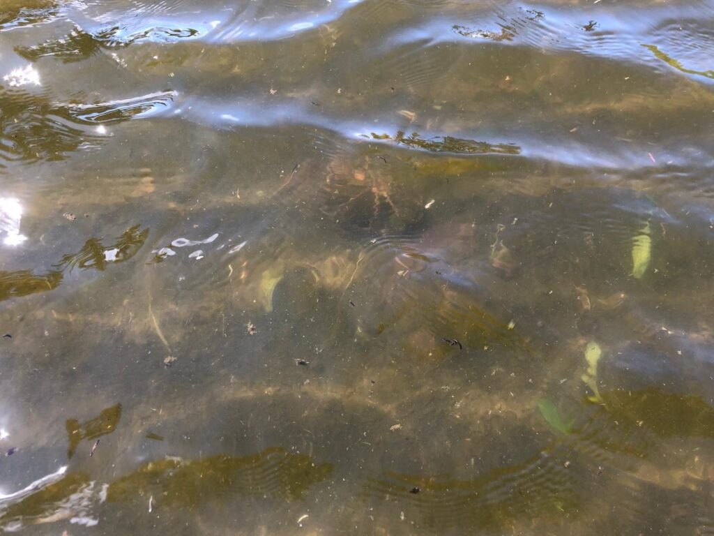 Sous l'eau : feuilles et dépôts accumulés sur la membrane.