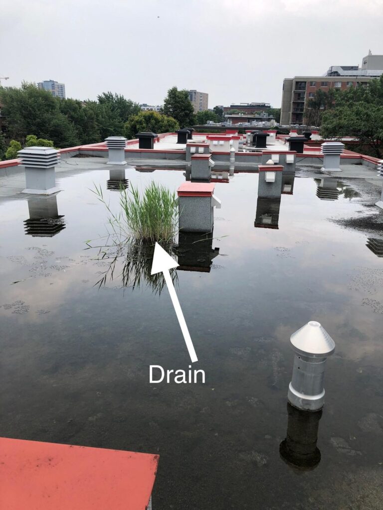 Des herbes hautes ont poussé directement sur le drain.