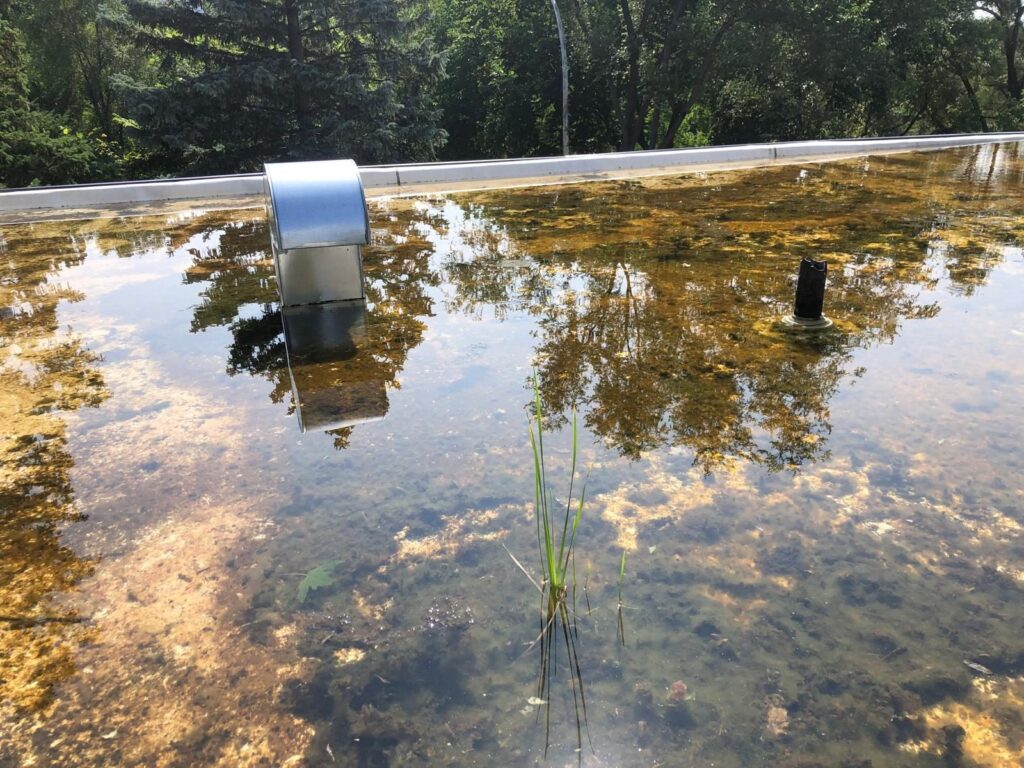 Des herbes poussent dans l'eau stagnante.