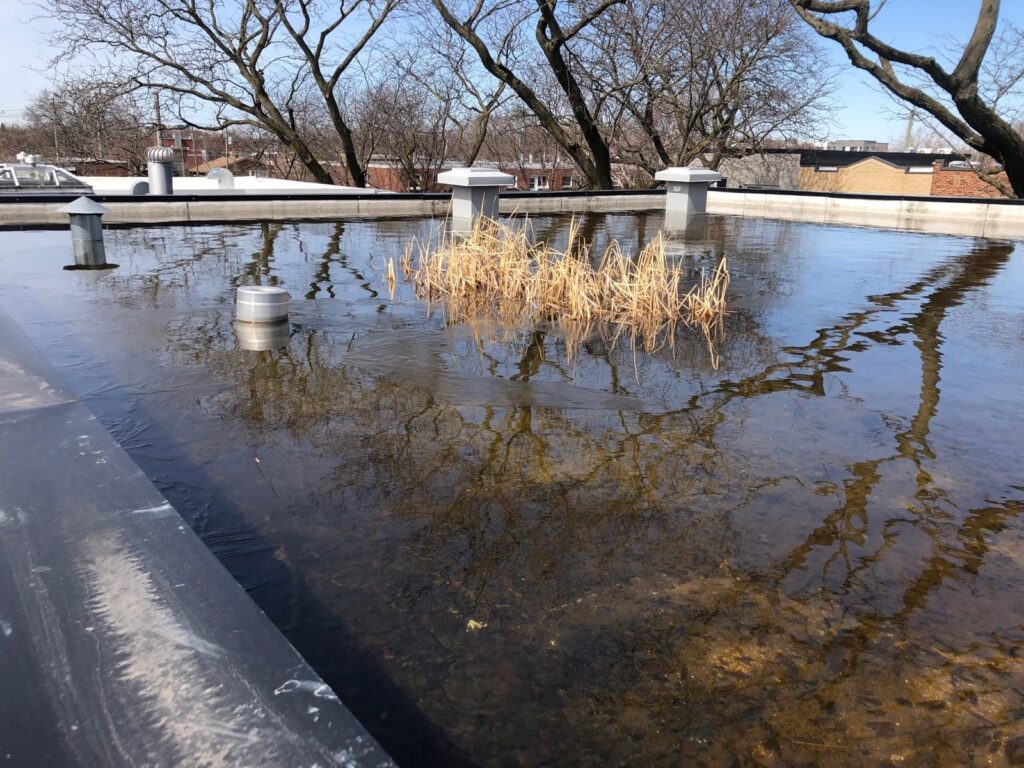 Des herbes séchées poussent en plein milieu du toit inondé.