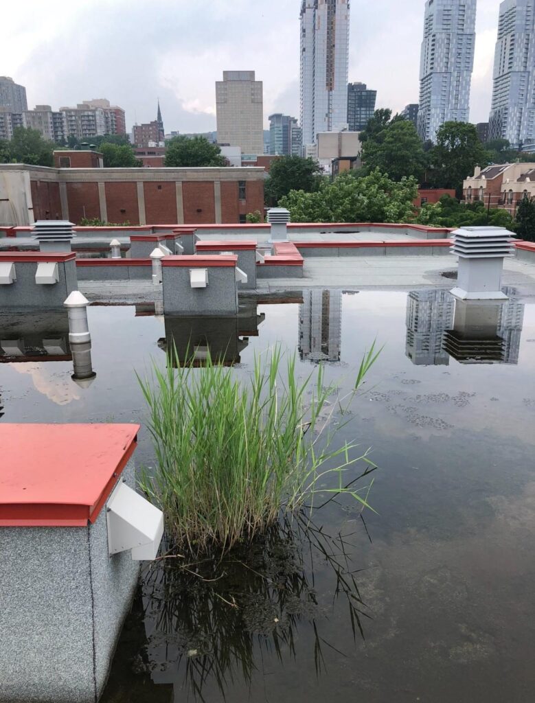 Au centre-ville, une touffe d'herbes hautes pousse directement dans l'eau, sur le drain.